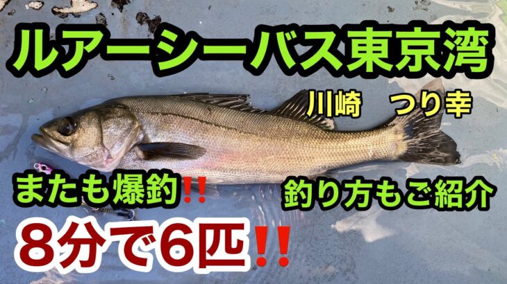 シーバス　船釣り　東京湾　ルアーで絶好調‼️なんと今回も8分で6匹ゲット‼️ルアー　ジギング　【川崎　つり幸　シーバス乗合船】　私の釣り方もご紹介いまします　2021.1