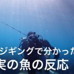 【水中ジギング】オオモンハタの意外な反応とは？ジギングの技術を上げたい方必見です