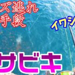 【サビキ釣り】冬のサビキ釣りでイワシを釣りたい！全力でボウズ逃れしてみた結果…