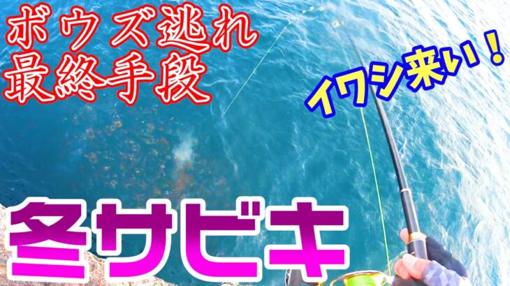 【サビキ釣り】冬のサビキ釣りでイワシを釣りたい！全力でボウズ逃れしてみた結果…