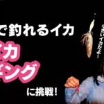 【冬のイカ釣り】瀬戸内の冬のお手軽イカ釣り「ベイカエギング」（※ダイジェスト版）