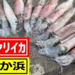 【ヤリイカ釣り】いるか浜堤防でヤリイカ釣り！｜静岡県伊東いるか浜の堤防でイカ釣りをしよう2021♪