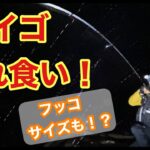 銚子 シーバス釣り 2021年1月【セイゴ入れ食い編】