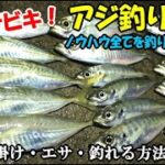 初心者でも釣れる簡単サビキ釣りアジ釣り講座！【実釣付き】周囲が釣れていない時にアジを釣る小技や名人のサビキ針収納方法