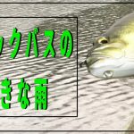 【ブラックバスの生態】釣れる雨と釣れないワケ【バス釣り】【初心者】