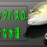 【ブラックバスの生態】水温の関係を理解しないと釣れる確率は下がる？【バス釣り】【初心者】