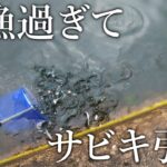 【衝撃】餌に寄って来た魚群がタモですくい放題たった…