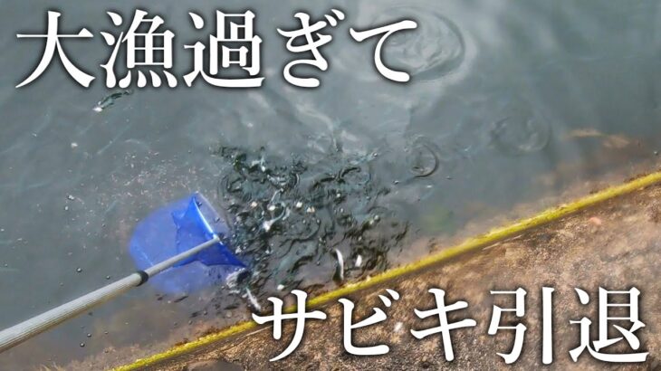 【衝撃】餌に寄って来た魚群がタモですくい放題たった…