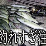 [爆釣] シーバスを飽きるほど釣る方法を試したら本当だった！！