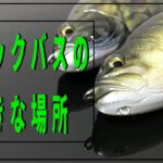 ブラックバスの生態と習性を理解してヒット率をあげよう【バス釣り】【初心者】