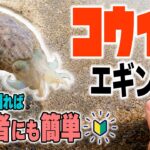 【コウイカ】福井県敦賀湾 もうひとつの“春イカ”エギング‼️釣り方を知れば初心者にも簡単／ウルメが釣る