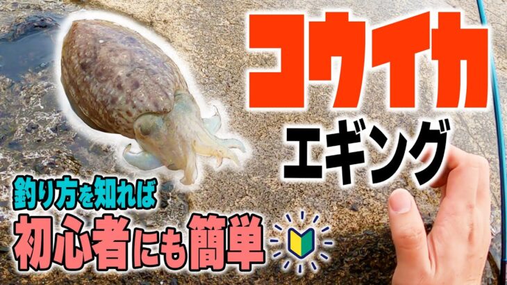 【コウイカ】福井県敦賀湾 もうひとつの“春イカ”エギング‼️釣り方を知れば初心者にも簡単／ウルメが釣る