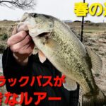 【遠賀川】春のブラックバスが大好きなルアー【バス釣り】【福岡バス釣り】【外来魚】【早春】【スポーニング】