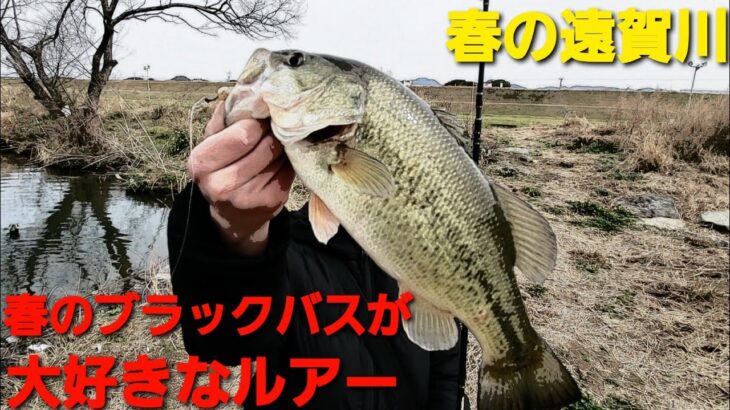 【遠賀川】春のブラックバスが大好きなルアー【バス釣り】【福岡バス釣り】【外来魚】【早春】【スポーニング】