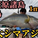 【シマアジ】巨大高級魚がジギングで連発！