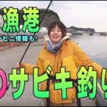 【釣り初心者】千葉・勝浦漁港でサビキ釣り！駐車場など気になる情報も【2021春】