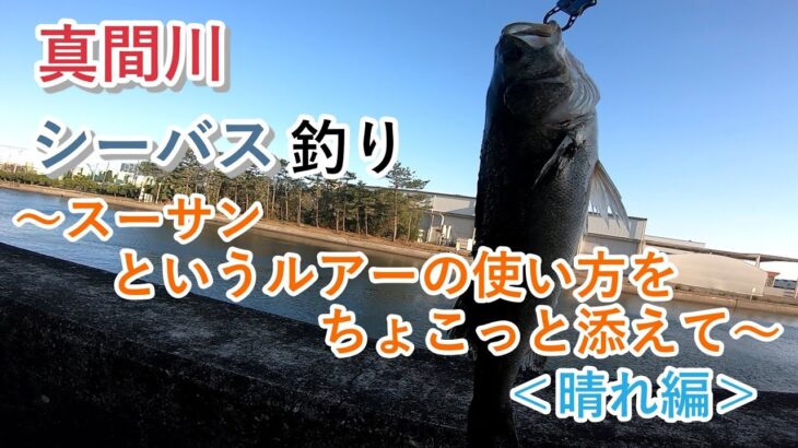 真間川 シーバス釣り ～スーサンというルアーの使い方をちょこっと添えて～＜晴れ編＞【2021年4月10日】【東京湾奥】