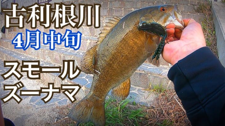 古利根川でバス釣り　川 スモールマウスバス　埼玉