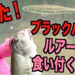 【釣りガール】サイトでブラックバスが釣れたよ〜♪相模湖