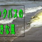 【ブラックバスの生態】風が吹くと釣れる理由と意外な釣り場【バス釣り】【初心者】