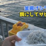 釜揚げシラスを餌にしてサビキ釣り