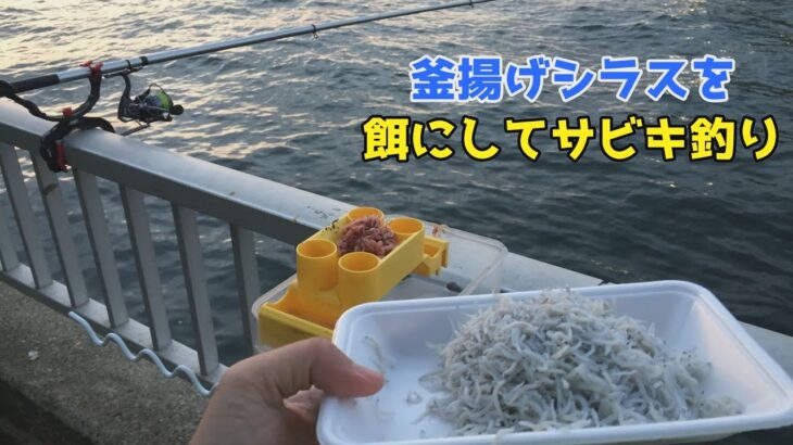 釜揚げシラスを餌にしてサビキ釣り