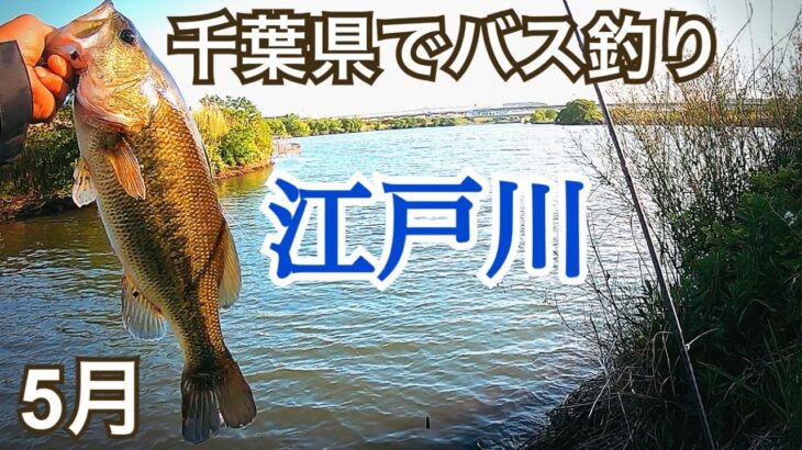 【5月】江戸川でバス釣り ブラックマリア フリーリグ　千葉県