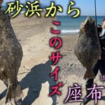 【田原サーフ】座布団ヒラメ‼︎砂浜からこのサイズ‼︎