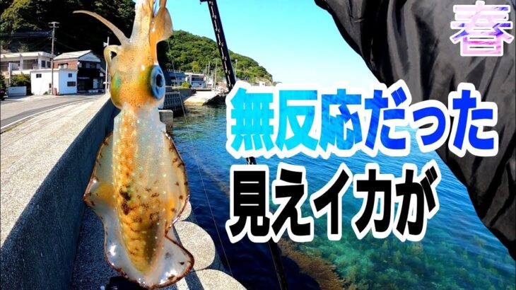 【エギング】無反応な見えイカ釣り。ビギナーさん向け。大分エギング