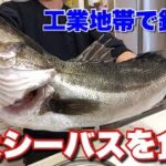 工業地帯で釣り上げられたランカーシーバスを食べてみた衝撃の結果‥