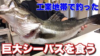 工業地帯で釣り上げられたランカーシーバスを食べてみた衝撃の結果‥