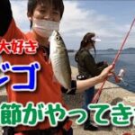 伊万里湾でサビキ釣り【つり具のまるきん釣り情報】