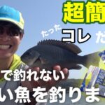 サビキで釣れない魚を釣りたくて、超簡単仕掛けで色々試してみたら…美味しい魚がめっちゃ釣れた！釣り初心者の方にも超オススメです！