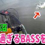 【バス釣り】40cm無いのに１キロ超え？？牛久沼のブラックバスはやはり豚だった #バス釣り #牛久沼