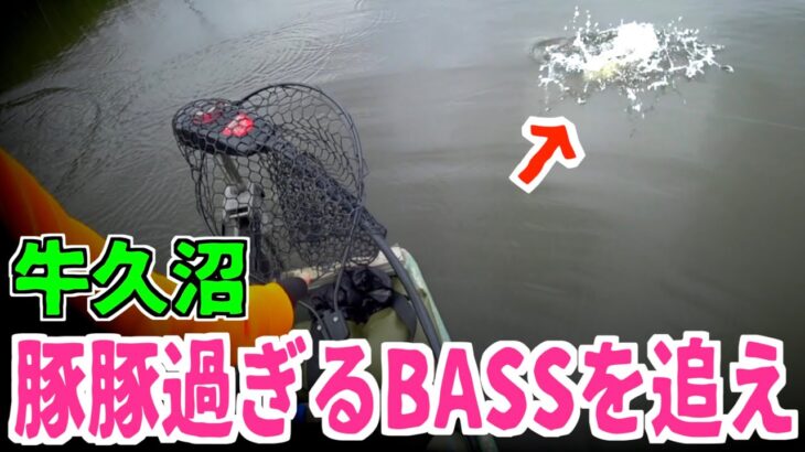 【バス釣り】40cm無いのに１キロ超え？？牛久沼のブラックバスはやはり豚だった #バス釣り #牛久沼