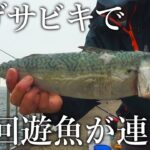 【遂に42㎝の大サバ！】簡単投げサビキ釣りで回遊魚が連発した！