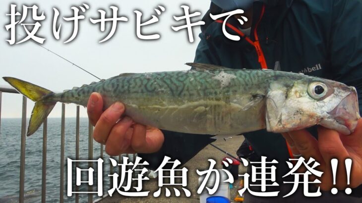 【遂に42㎝の大サバ！】簡単投げサビキ釣りで回遊魚が連発した！