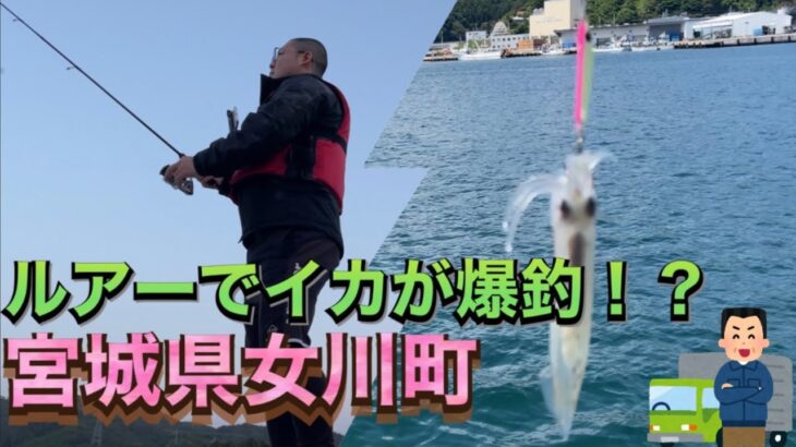 宮城県・女川漁港でイカが大量発生！？ルアーフィッシングでイカ釣り🦑　〈Squid fishing〉