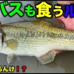 【バス釣り】ルアーを見切る天才バスをルアーで釣ってもうた！