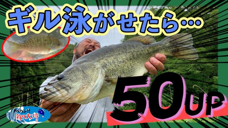 野池でバス釣り！「福井の野池でブルーギル泳がせたらランカーバス！」