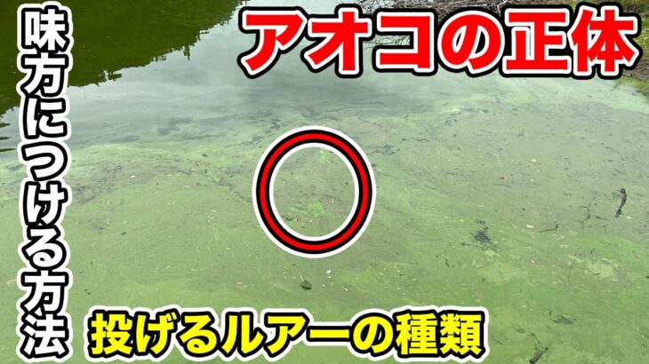 【バス釣り】アオコ発生したらルアーは何投げる？緑の野池を攻略する方法について解説してみた【濁り】【フィッシュローラー買いました（関係ない）】