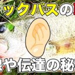 【バス釣り】ブラックバスの側線・聴力はどうなってるの？音をどの程度意識するのか聞こえているのか注意点を解説してみた!!【生態】