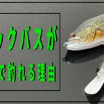 【ブラックバスの本能②】ルアーで釣れる理由と使い方【バス釣り】【初心者】