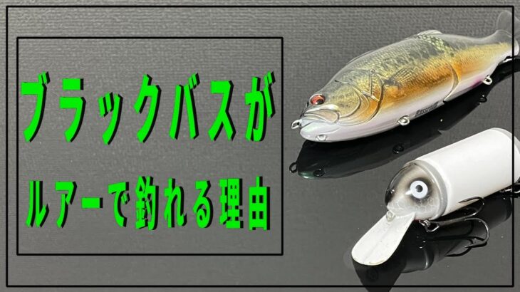 【ブラックバスの本能②】ルアーで釣れる理由と使い方【バス釣り】【初心者】