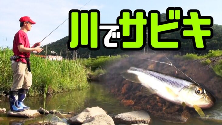 川でサビキ釣り！？