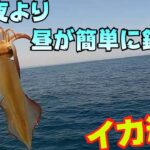 夜より昼の方が簡単に釣れるイカ釣りで連発！場所が決まっているから初心者でも始めやすいイカメタル