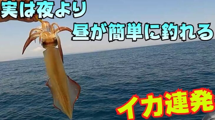 夜より昼の方が簡単に釣れるイカ釣りで連発！場所が決まっているから初心者でも始めやすいイカメタル