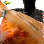 【漁師技】イカも魚も釣れる仕掛けで1.5kg超えのイカが喰い付いた！！【伊是名島イカ釣り】