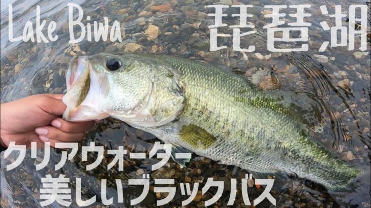 【琵琶湖バス釣り】クリアウォーターで50アップの美しいブラックバスを釣る！北湖西岸のディープゾーンからランカーバスが出現！ヘビキャロでブレイクを攻める！更にサカマタシャッド８インチでハス喰いバスを狙う