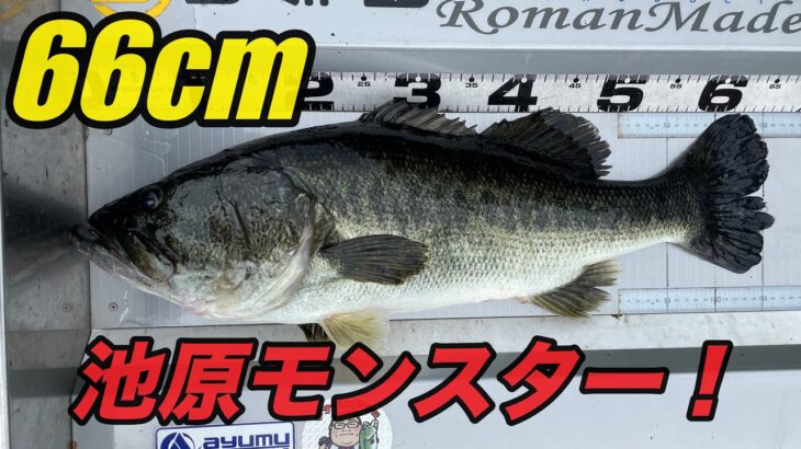 【池原ダム】66cmのモンスターバスが釣れてしまうルアーとは⁉︎正解はこちら【バス釣り】【ノーカット】bassfishing day2